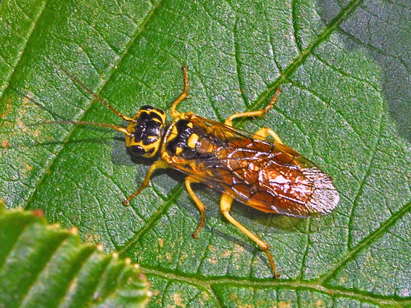 Una vespa dallo strano disegno:  Pamphilius cfr. histrio (Pamphiliidae)